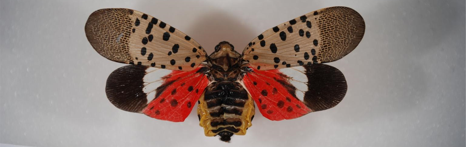 Image of Spotted Lantern Fly